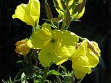 Evening Primrose 